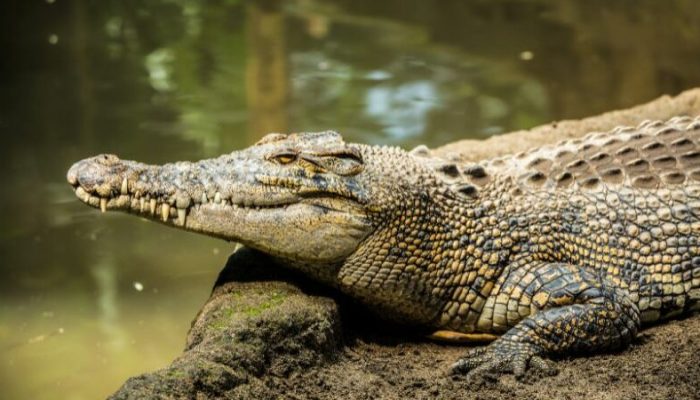 Gadis Kecil Usia 7 Tahun  Tewas Diterkam Buaya saat Main di Kolong