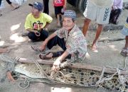 Madit Kaget, Serok Miliknya Malah Menjaring Buaya 3 Meter