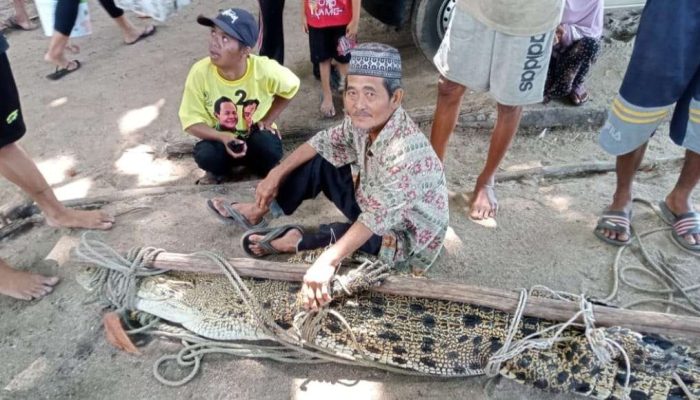 Madit Kaget, Serok Miliknya Malah Menjaring Buaya 3 Meter