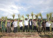 Safrizal Panen Raya dengan Masyarakat Desa Banyu Asin