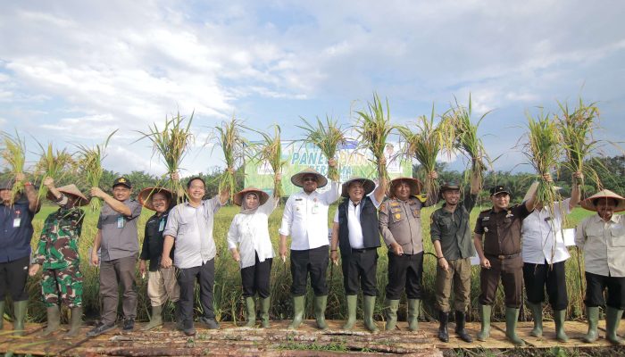 Safrizal Panen Raya dengan Masyarakat Desa Banyu Asin