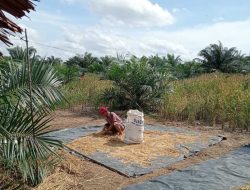 Panen Padi Ladang, Tradisi Masyarakat Dusun Tanjung Batu