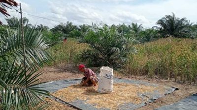 Panen Padi Ladang, Tradisi Masyarakat Dusun Tanjung Batu