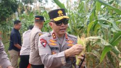 Program Ketahanan Pangan Berbuah Hasil, Polda Babel Panen 10 Ton Jagung Manis