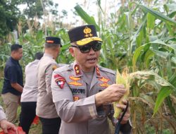 Program Ketahanan Pangan Berbuah Hasil, Polda Babel Panen 10 Ton Jagung Manis