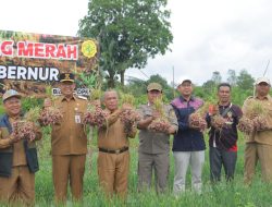 Panen Bawang di Mesu Timur Bukti Hortikultura Potensi Besar di Babel