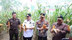 Polda Babel Panen Raya Jagung Di Kebun Ketahanan Pangan, Hasilkan 11 Ton Lebih Jagung Hibrida